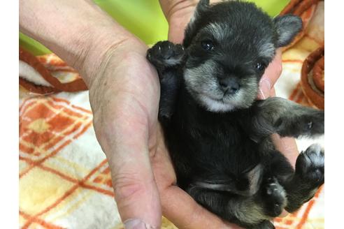 成約済の愛知県のミニチュアシュナウザー-31850の3枚目